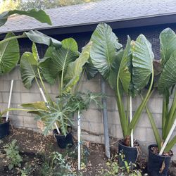 Elephant Ears 