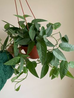 Cebu blue photos indoor plants