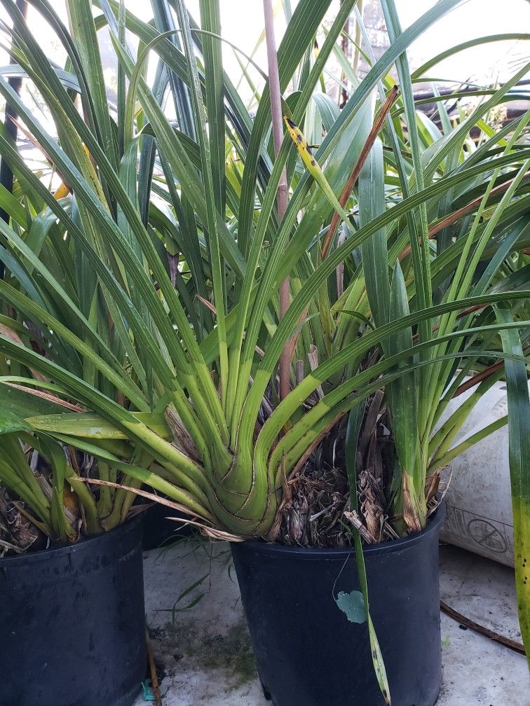 Huge Orchid Plant ( Simply Cymbidium)