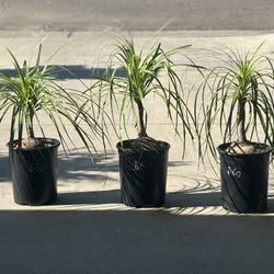 Elephant Leg Plants 🪴🐘