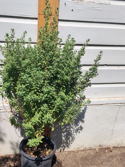 Texas. Sage ( cenizo )