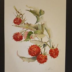 Watercolor Painting "Raspberry "10×14"
