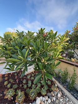 Plumeria tree and cutting