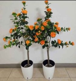 *** NEW LOW PRICE *** PAIR of 5ft Faux Orange Camellia Trees in 16in White/Black Planters (2 for $90) @ Lasting Creations