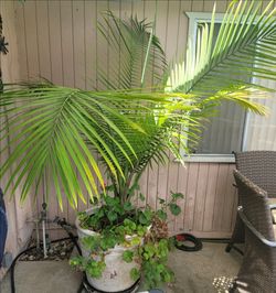 Majesty Palm
