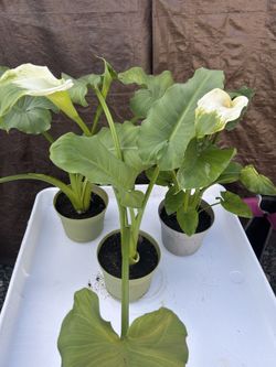 White/green Flower Calla Plant In Plastic Pot 