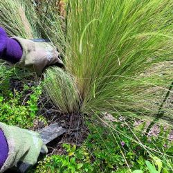 Wispy Mexican Feather Grass
