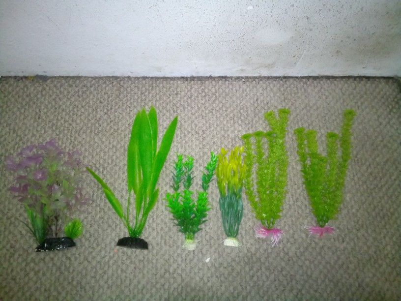 Fish Tank Plants
