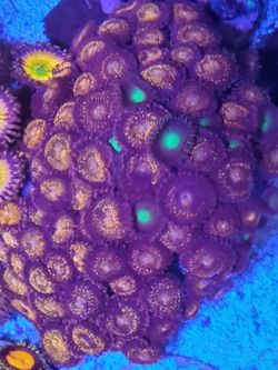 Pandora zoa colony