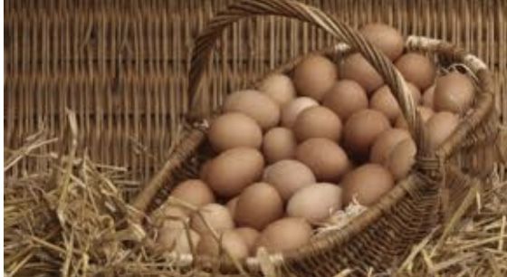 Fresh Eggs For Sale Daily