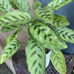 HERMOSAS PLANTAS NATURALES “ CALATHEA PLANT 