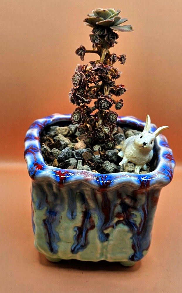 Echeveria Rare Natural Bonsai Mini Rosettes Succulent