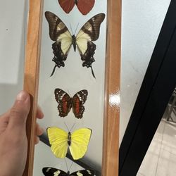 Beautiful Butterfly Frame Taxidermy 