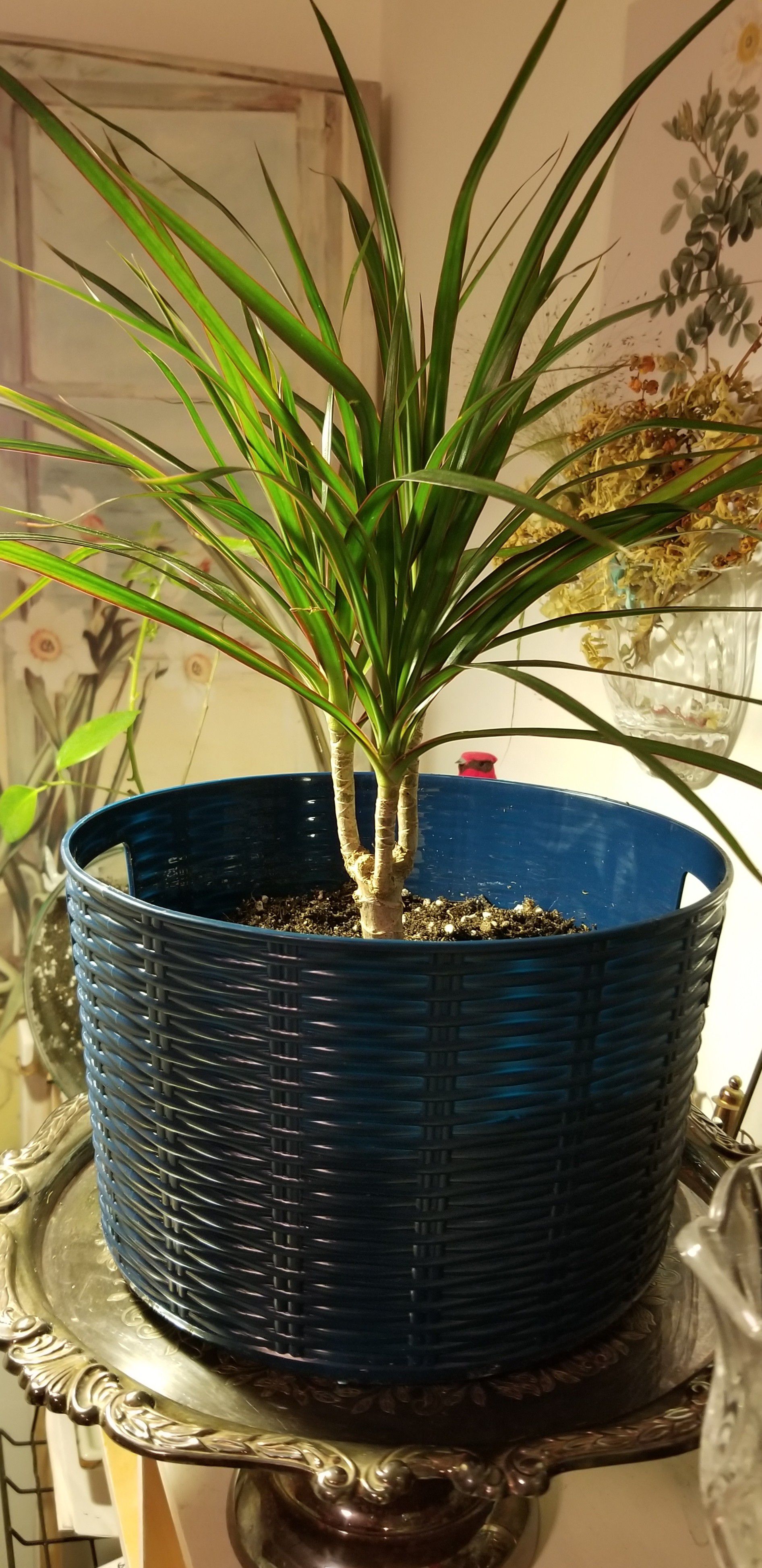 Dracaena Marginata indoor Plant