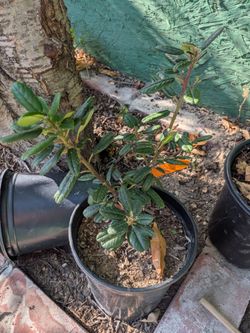 Leather leaf coffeeberry