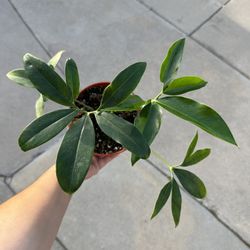 6” Philodendron Goeldii 