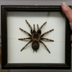 👌 Tarantula, taxidermy 👌