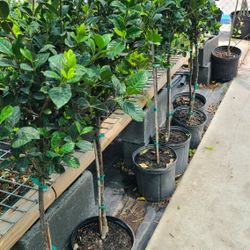 gardenias 3gallon 4ft Tall