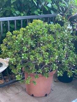 Large Jade Plant Organic Soil