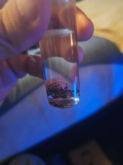 Hentz orbweaver wet specimen