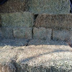 Mix Grass Broam  Horse/ Cow Hay