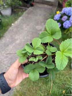 Strawberry plants