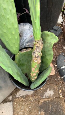 Cactus to plant and snake plants