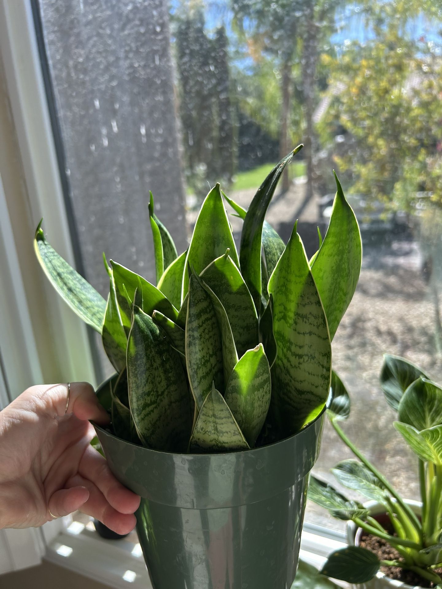 Sansevieria Snake Plant