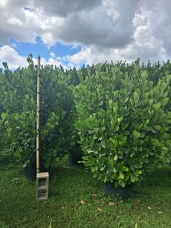 Big clusias 25 gallons 6+ feet tall