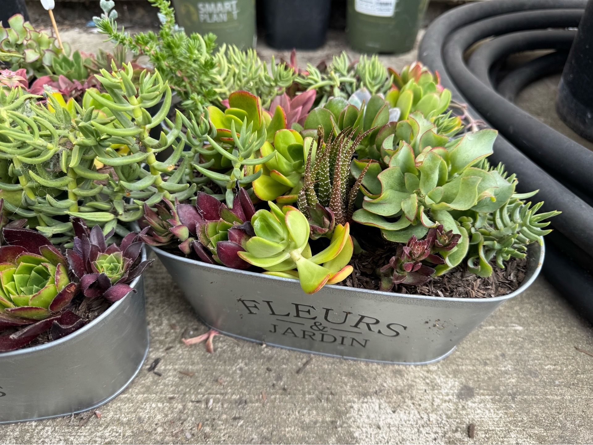 Potted succulents - $5 Each