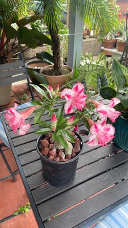 Rosa del desierto