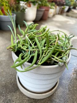 String of Fishhooks (Senecio radicans or Curio radicans)