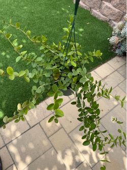 Hoya cumingiana