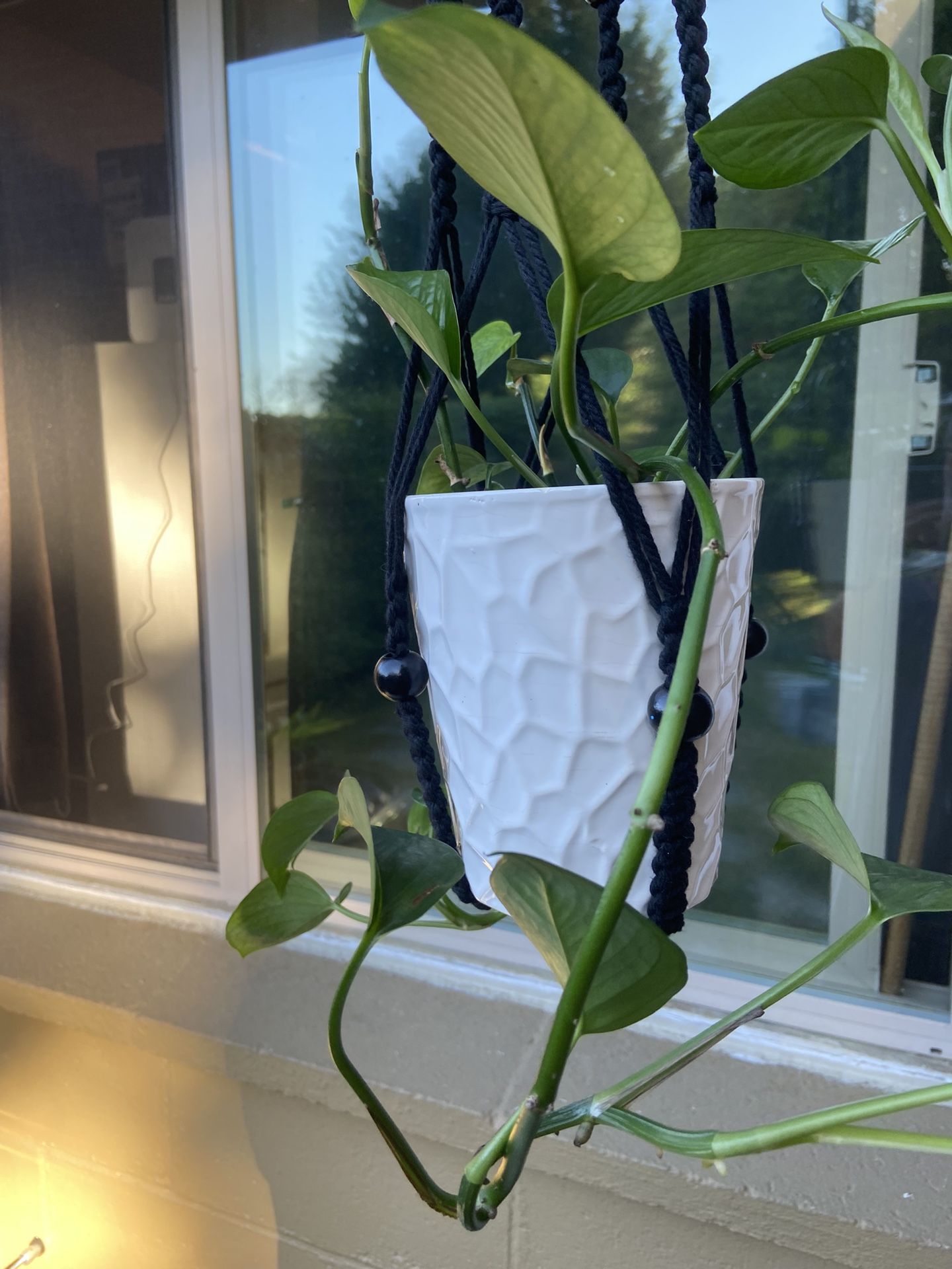 Pathos Plant In White Ceramic Pot With Drain With New Macrame Hanger