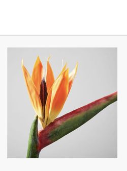 West Elm Faux Bird Of Paradise Flower Stem In Glass Vase