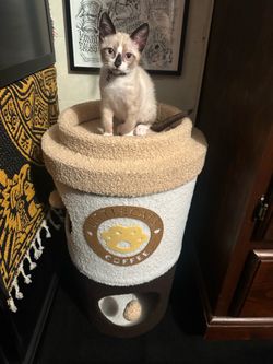 Small cat house