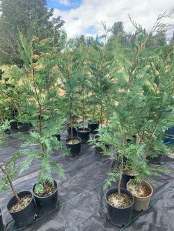 LEYLAND CYPRESS- APPROXIMATELY 6 ft.