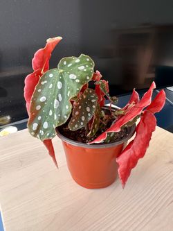 🪴Polka Dot Begonia 🌿