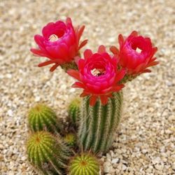Fuchsia Flower Baby Cacti with Brand New Pots!