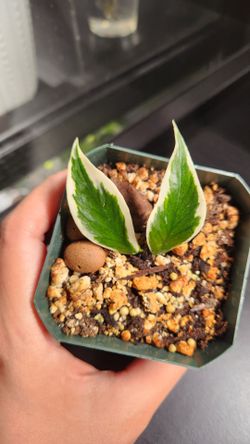 Hoya Polyneura outer variegated