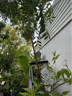 Neem tree