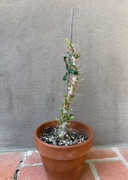 Pachypodium