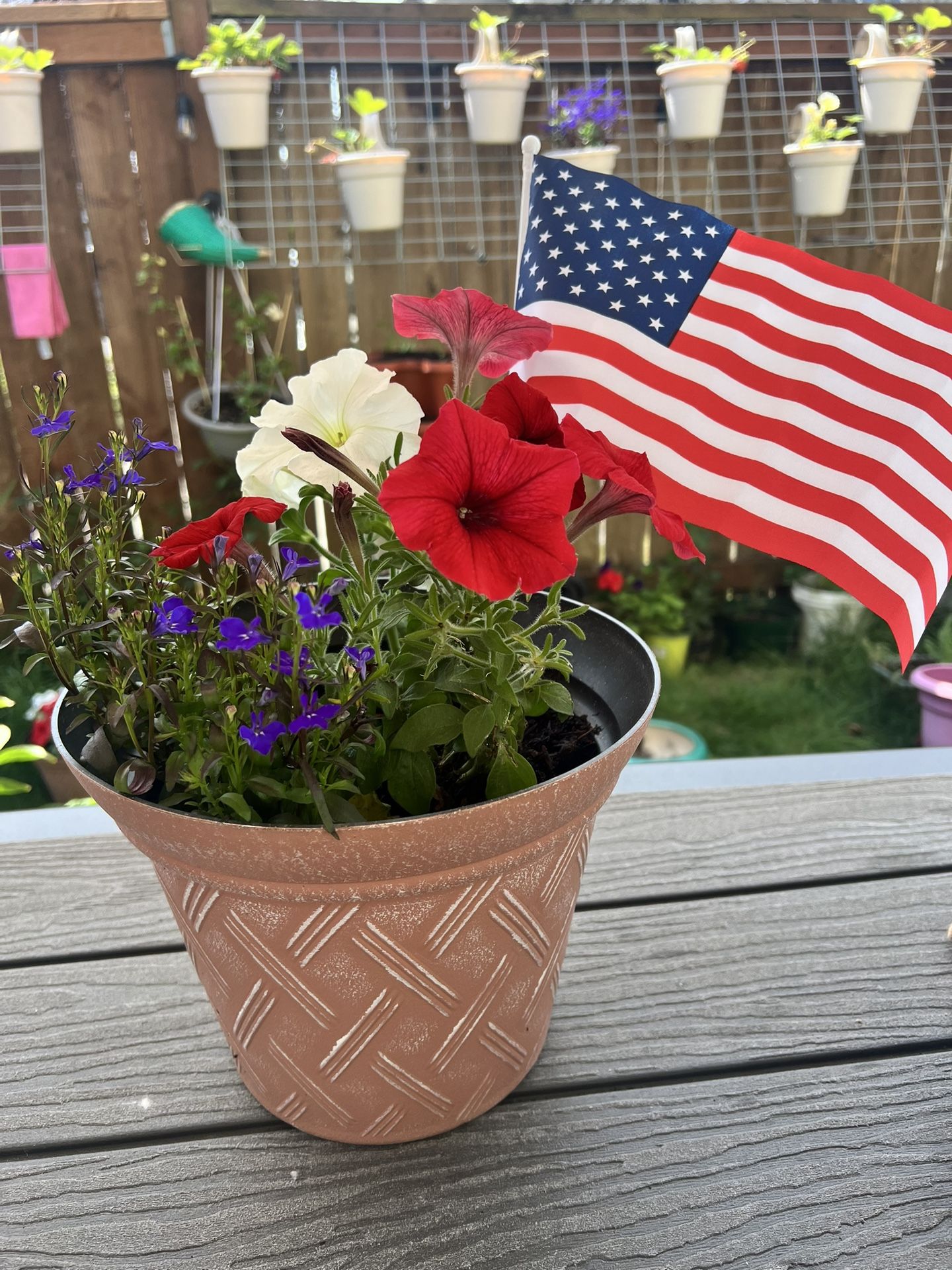 Beautiful flowers in the colors of the flag, with a flag. Available 5 Item. 1-gallon pot capacity.