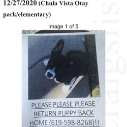 Missing Puppy Black And White Female!!! Please Please Return If Found There Will Be Reward