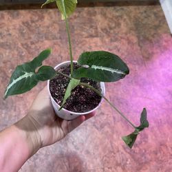 4” syngonium wendlandii