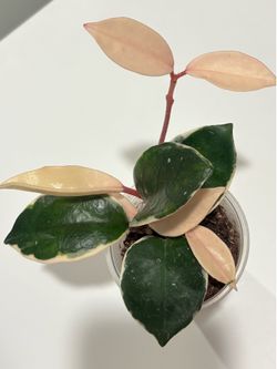 Hoya Snowball with white leaves