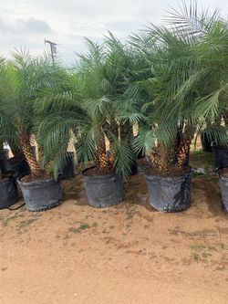 Phoenix roebelenii, dwarf date palm, pygmy date palm, miniature date palm or robellini palm tree 25gal