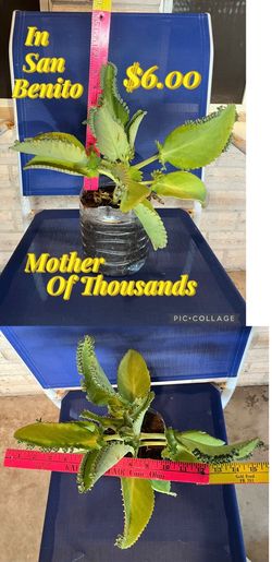 Plant for sale Mother of Thousands