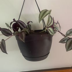 Tradescantia zebrina house plant