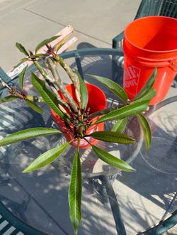 Plumeria’s
